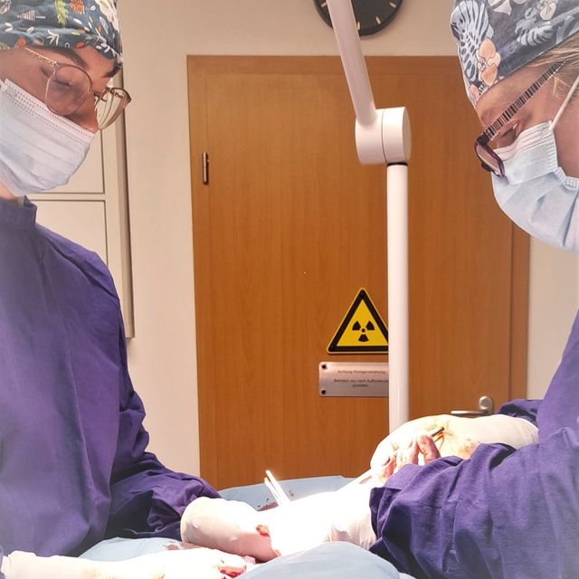 Chirurgische Eingriffe in der Kleintierpraxis Ochshausen - Claudia Handley - in Lohfelden bei Kassel